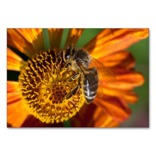 Western Honey Bee Macro Photo Table Number