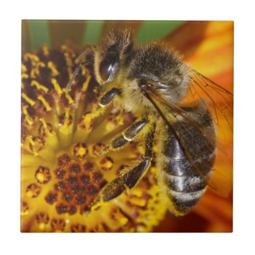 Western Honey Bee Macro Photo Tile