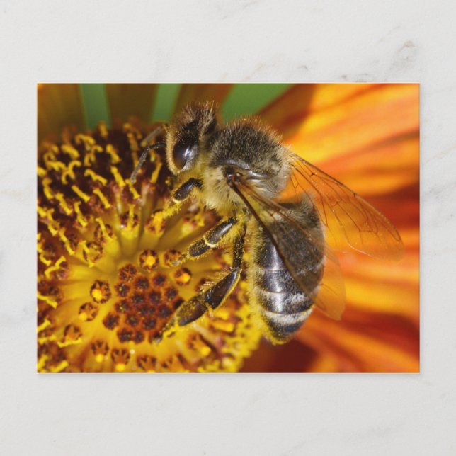Western Honey Bee Macro Postcard (Front)