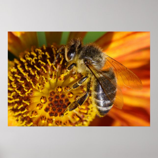 Western Honey Bee Macro Poster (Front)