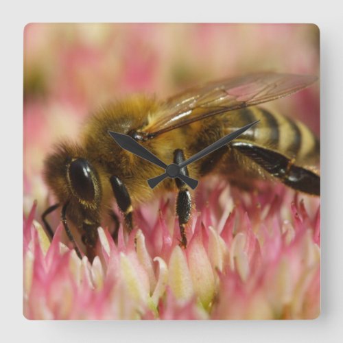 Western Honey Bee Macro Square Wall Clock