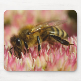 Western Honey Bee Mouse Pad