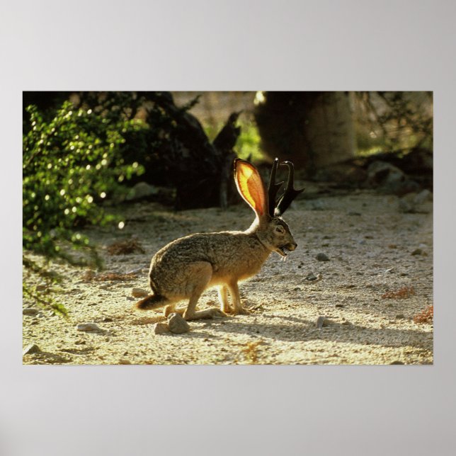Western Jackalope Poster (Front)