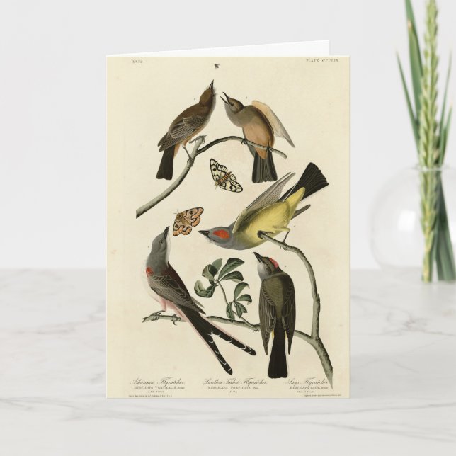 Western Kingbird, etc - Audubon's Birds of America Card (Front)