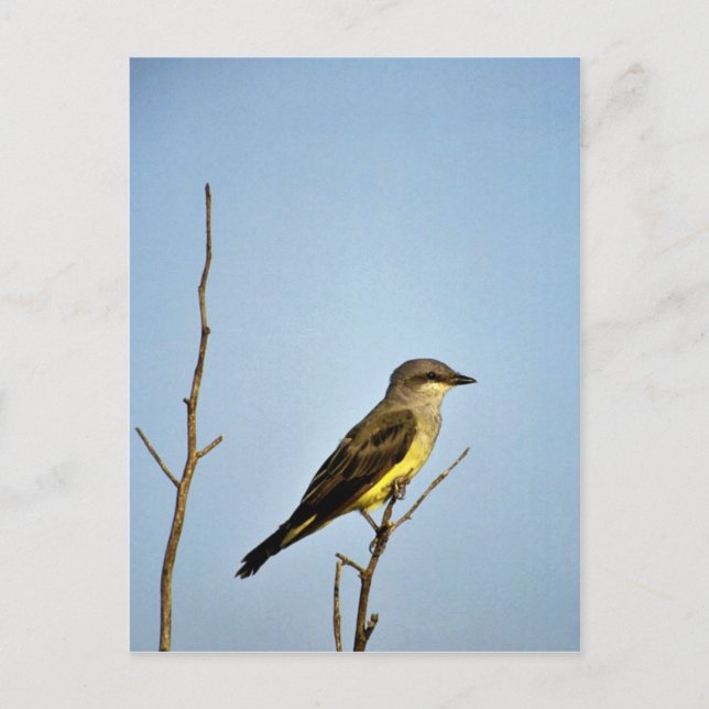 Western Kingbird Postcard (Front)