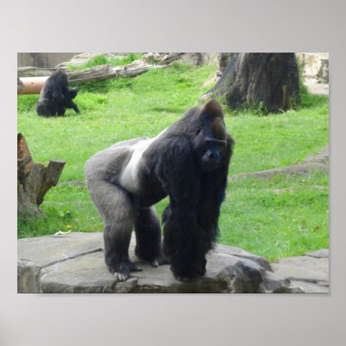 Western Lowland Gorilla 1 Poster