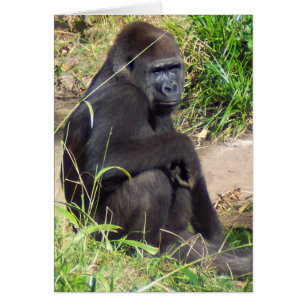 Western Lowland Gorilla Cards