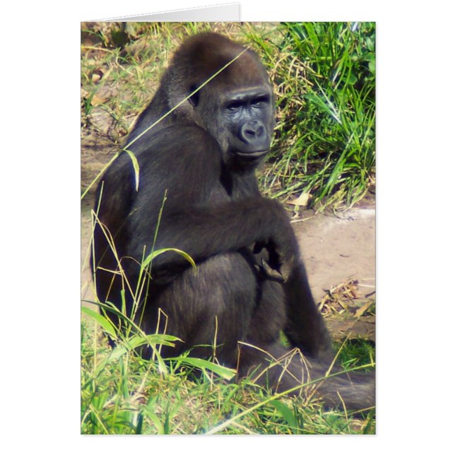 Western Lowland Gorilla Cards (Front)