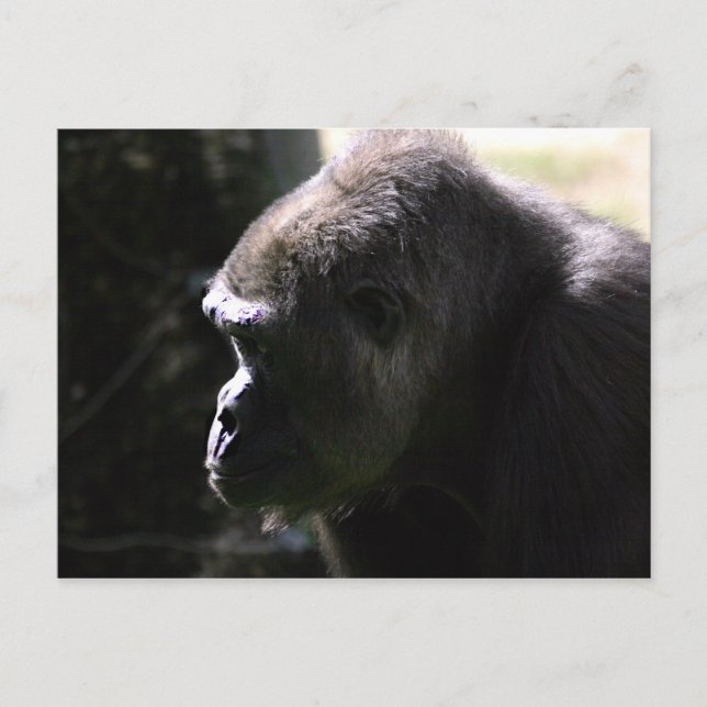 Western Lowland Gorilla Postcard (Front)