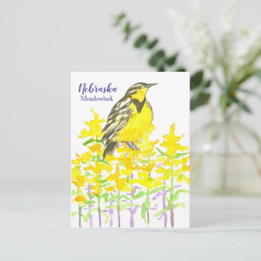 Western Meadowlark Bird Goldenrod Nebraska Postcard Zazzle