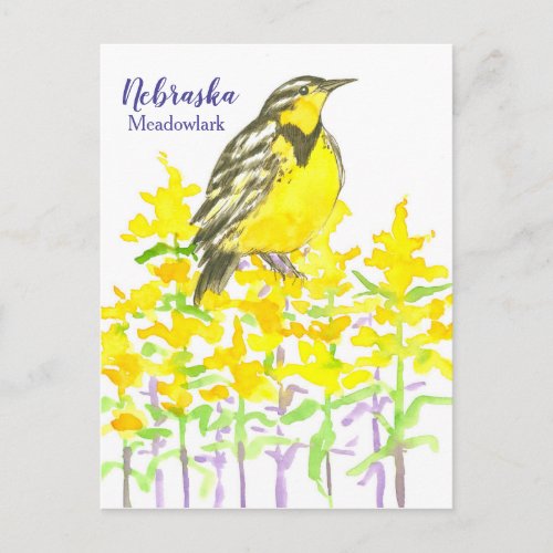 Western Meadowlark Bird Goldenrod Nebraska Postcard