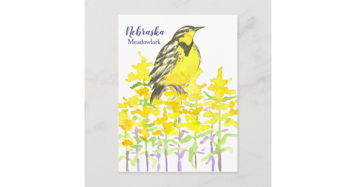 Western Meadowlark Bird Goldenrod Nebraska Postcard Zazzle