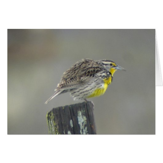 Western Meadowlark Card (Front Horizontal)