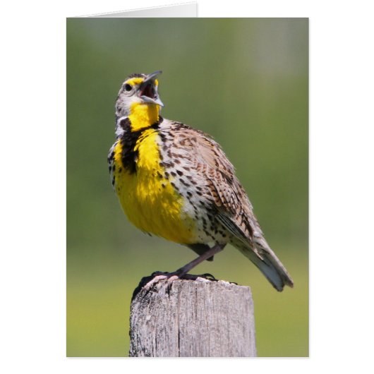 Western Meadowlark Cards (Front)