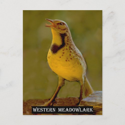 Western Meadowlark Kansas Montana Nebraska Postcard