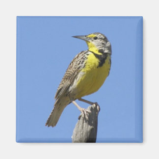 Western Meadowlark Magnet
