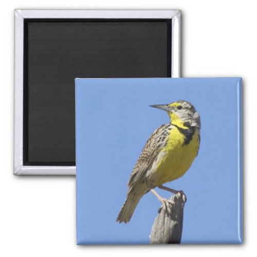 Western Meadowlark Magnet