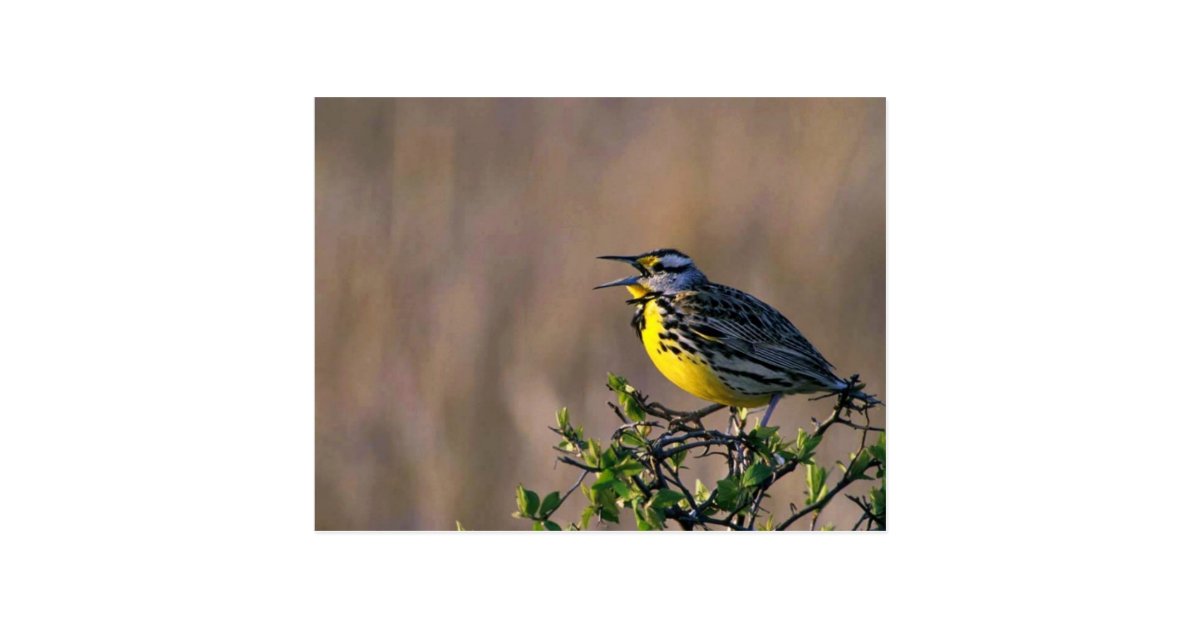 Western meadowlark postcard