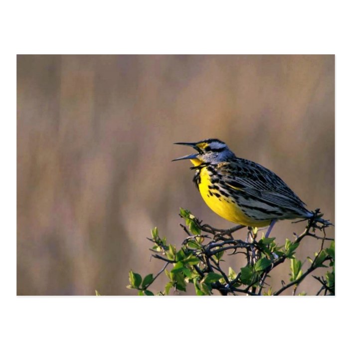 Western meadowlark postcard