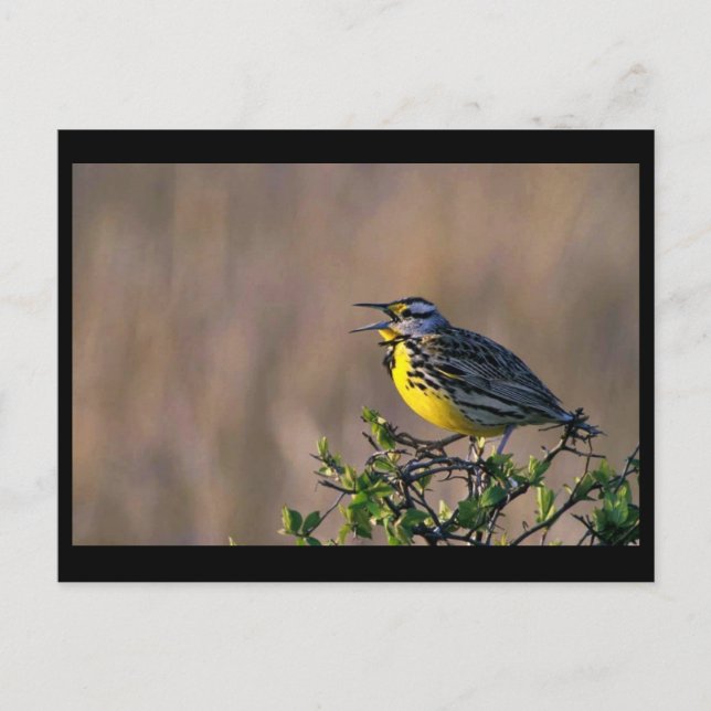 Western meadowlark postcard (Front)