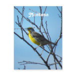 Western Meadowlark Postcard