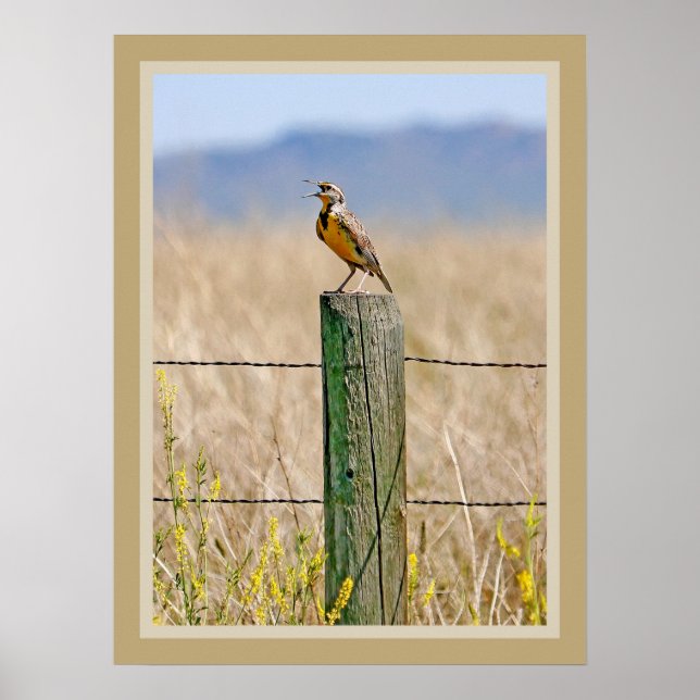 Western Meadowlark Poster (Front)