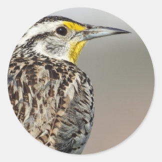 Western Meadowlark Sticker