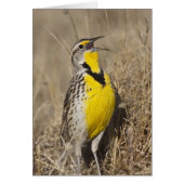 Western Meadowlark (Strunella neglecta) (Front)