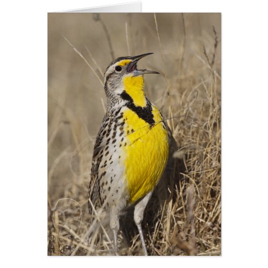 Western Meadowlark (Strunella neglecta) (Front)
