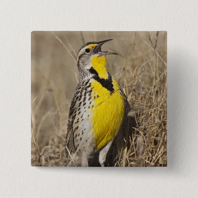 Western Meadowlark (Strunella neglecta) Button (Front)