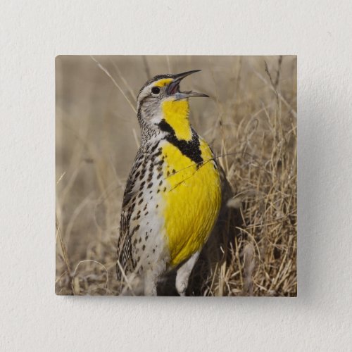 Western Meadowlark Strunella neglecta in Button