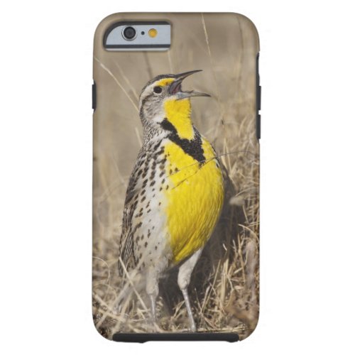 Western Meadowlark Strunella neglecta in Tough iPhone 6 Case