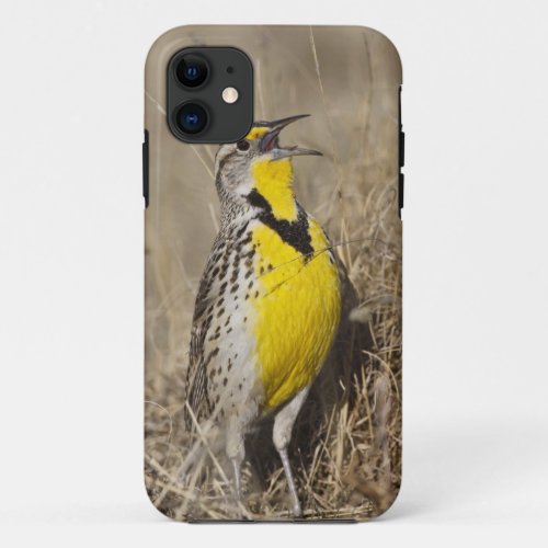 Western Meadowlark Strunella neglecta in iPhone 11 Case