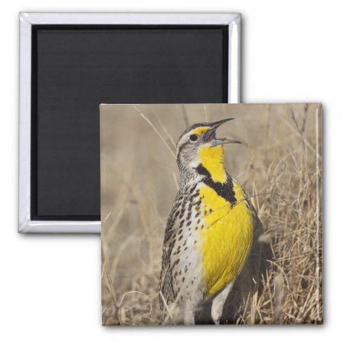 Western Meadowlark Strunella neglecta in Magnet