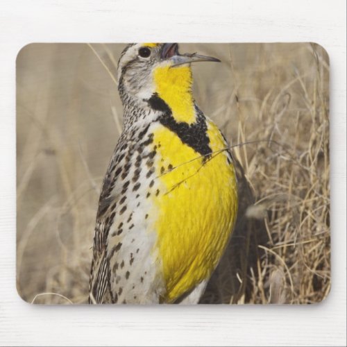 Western Meadowlark Strunella neglecta in Mouse Pad