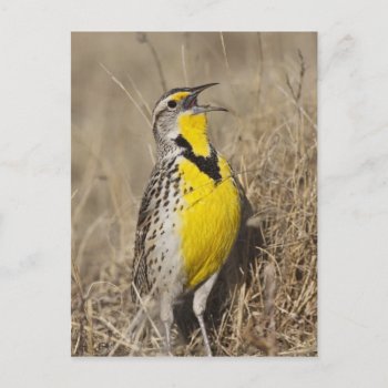 Western Meadowlark (strunella Neglecta) In Postcard by theworldofanimals at Zazzle
