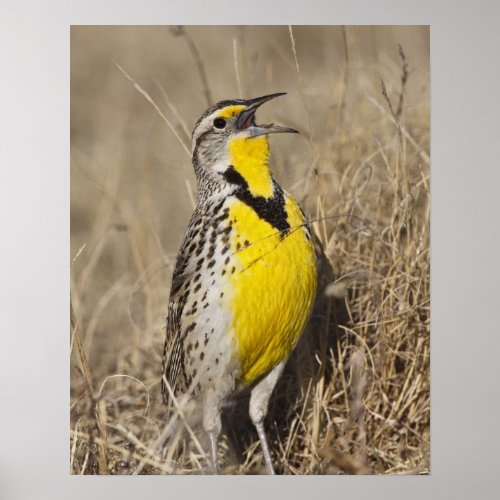 Western Meadowlark Strunella neglecta in Poster