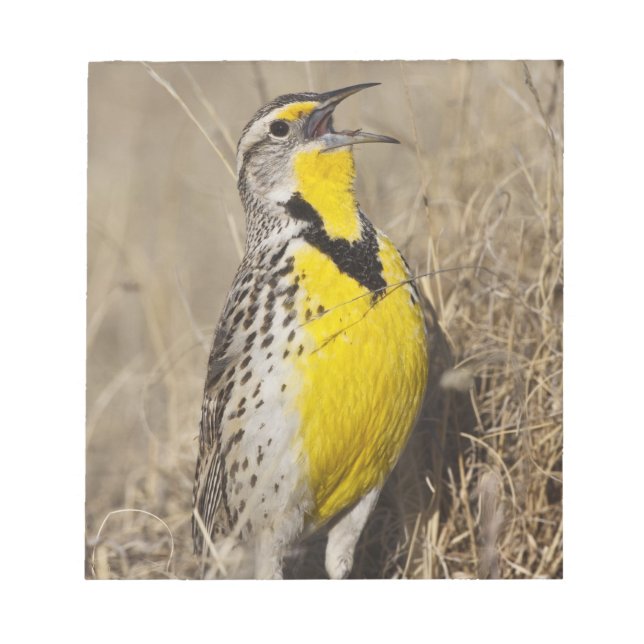 Western Meadowlark (Strunella neglecta) Notepad (Front)