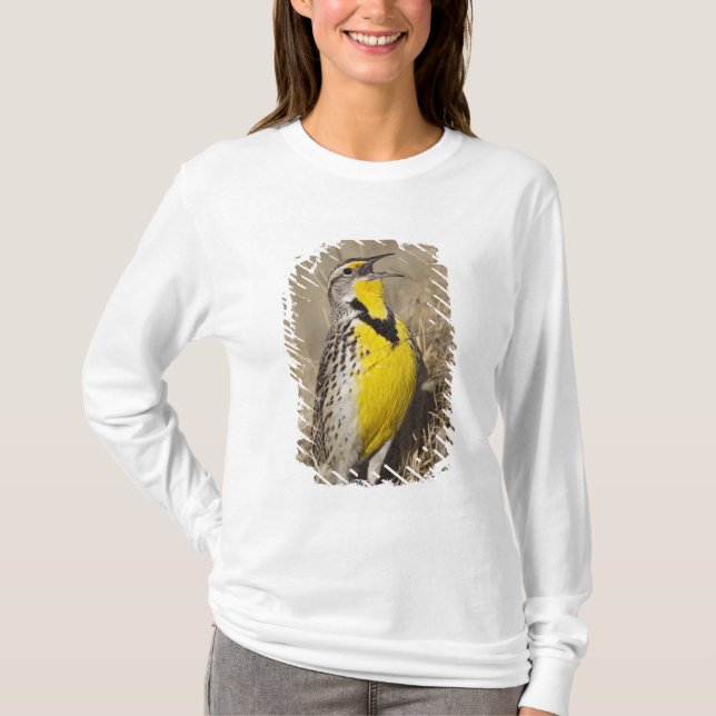 Western Meadowlark (Strunella neglecta) T-Shirt (Front)