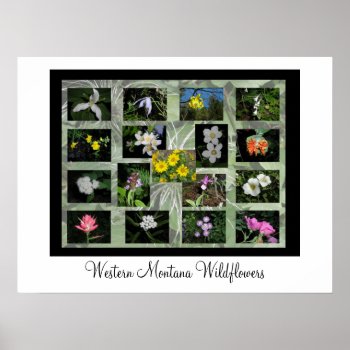 Western Montana Wildflowers Print (with Border) by nwmtphoto at Zazzle
