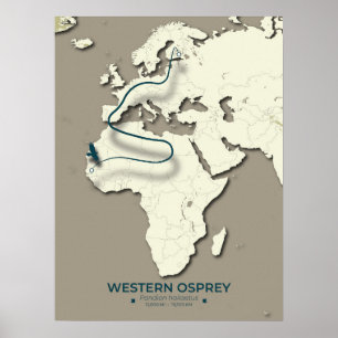 Western Osprey Migration Map – Minimalist Vintage Poster