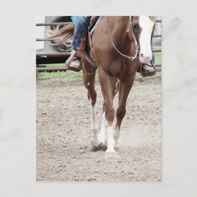 Western Paint Horse Postcard (Front)