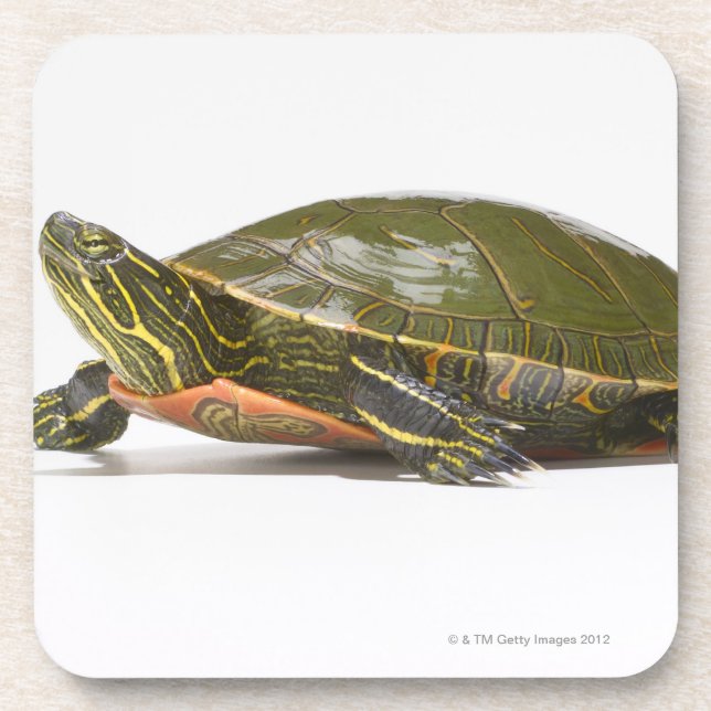 Western painted turtle (Chrysemys picta bellii), Beverage Coaster (Front)