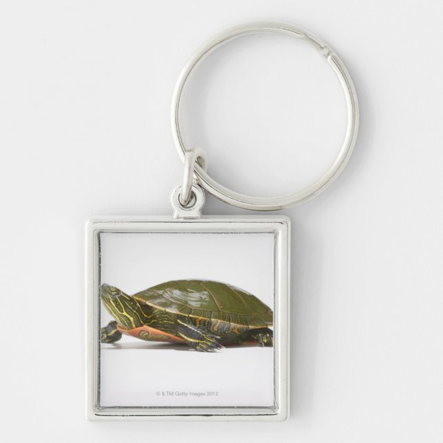 Western painted turtle (Chrysemys picta bellii), Keychain (Front)