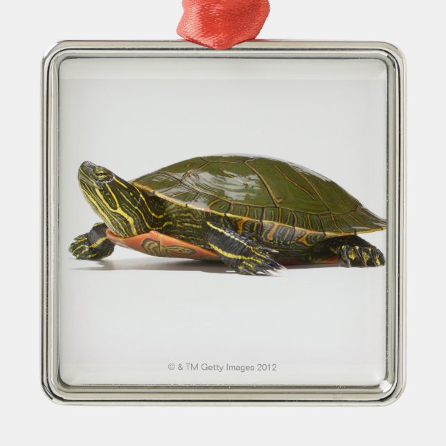 Western painted turtle (Chrysemys picta bellii), Metal Ornament (Front)
