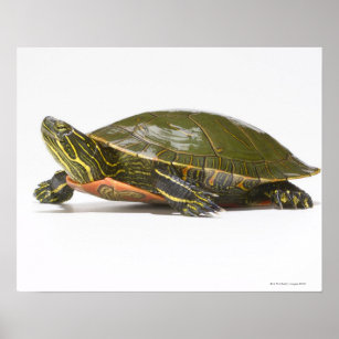 Western painted turtle (Chrysemys picta bellii), Poster