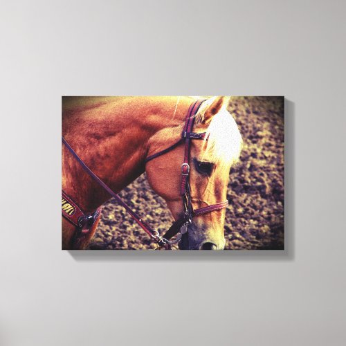 Western Palomino Canvas Print