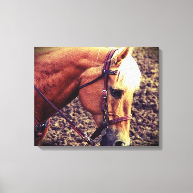 Western Palomino Canvas Print (Front)