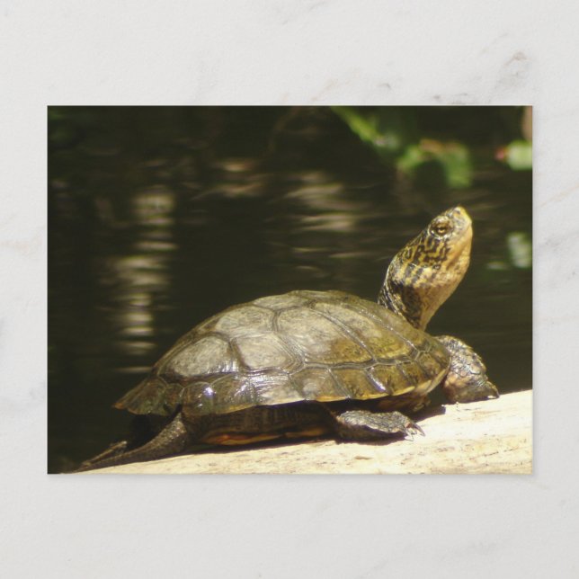 Western Pond Turtle Postcard (Front)