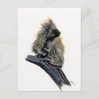Western Porcupine Postcard